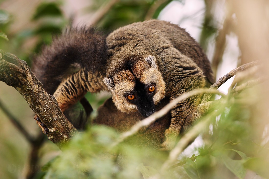 The common brown lemur