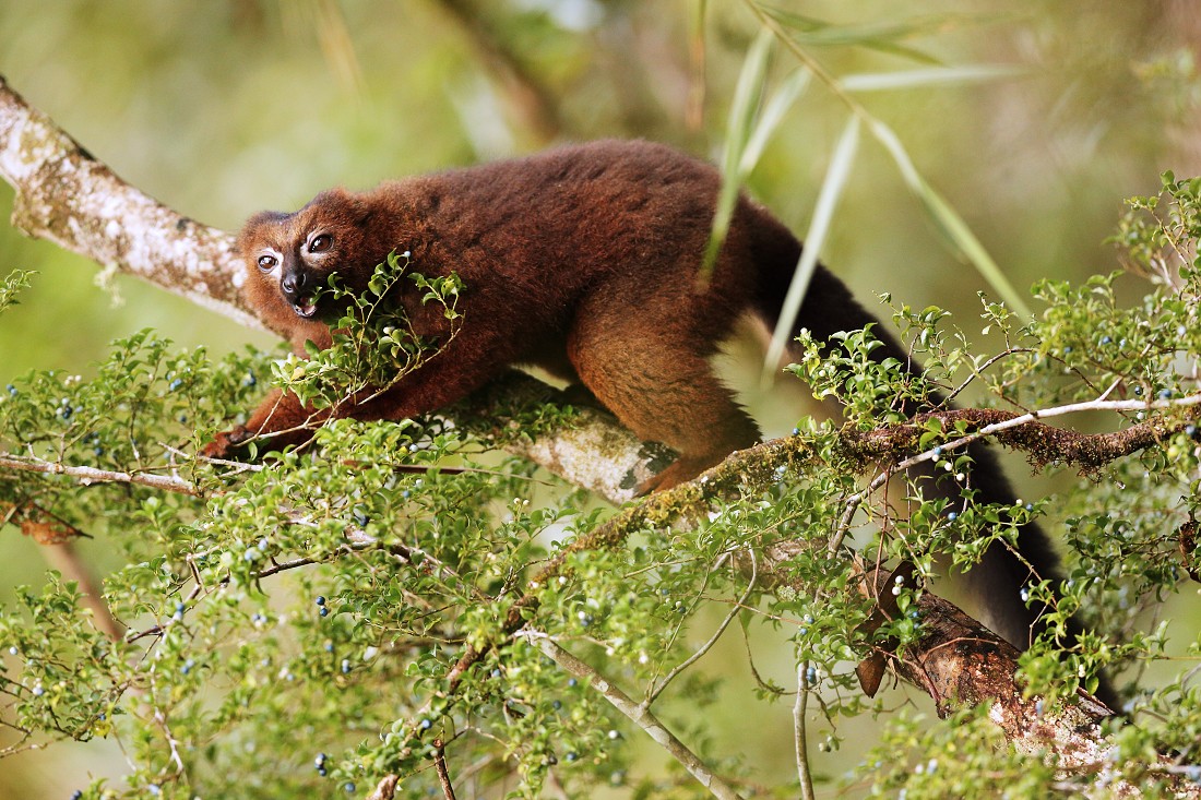 The red-bellied lemur