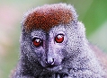Lemur, endemit z Madagaskaru
