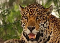 Pantanal, to nejlepší z tropů 2009-2010