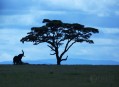 Barevná Tanzanie, zelená Afrika plná zvířat