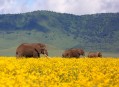 Jaro v kráteru Ngorongoro, rozkvetlá Afrika