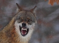 Gray wolf, love and blood in Bayerische Wald