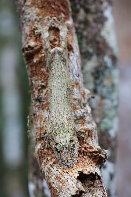 Mossy leaf-tailed geckos