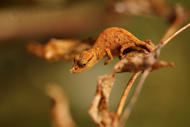 Deceptive Nose-horned Chameleon