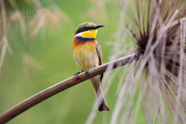Blue-breasted Bee-eater 