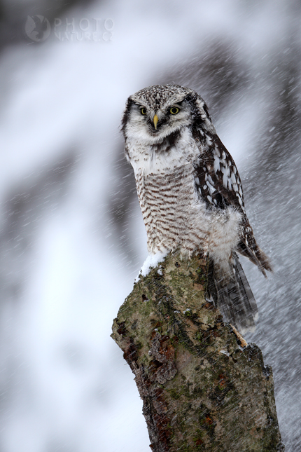 Northern Hawk Owl (Surnia ulula), Česko
