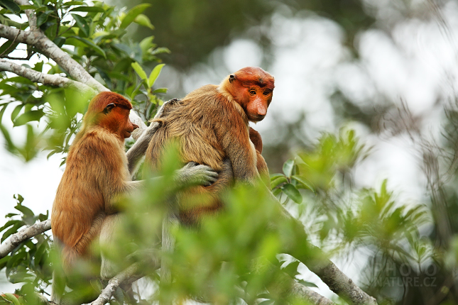 Proboscis monkey 