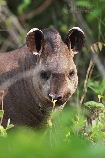 South American Tapir 
