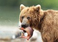 Kamčatka, medvědi na dálném východě