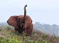 Slon pralesní, národní park Loango, Gabon