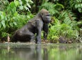 Gorila nížinná, ztraceni v tropickém Gabonu