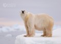 Medvěd lední na Špicberkách, barevná Arktida
