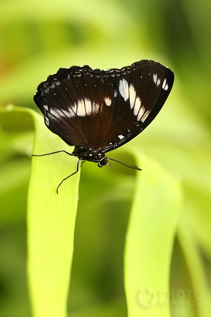 Common Mormon (Papilio polytes), Praha