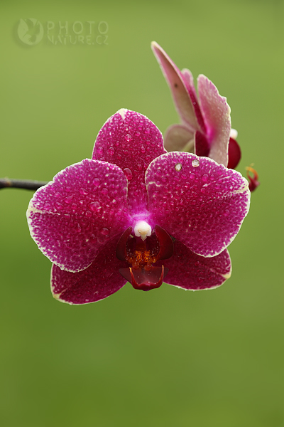 Orchidej Phalaenopsis, Česká Republika