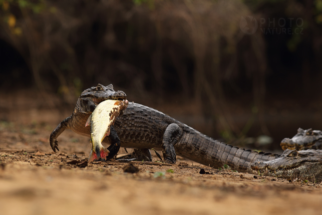 Kajman brýlový (Caiman crocodilus), Pantanal