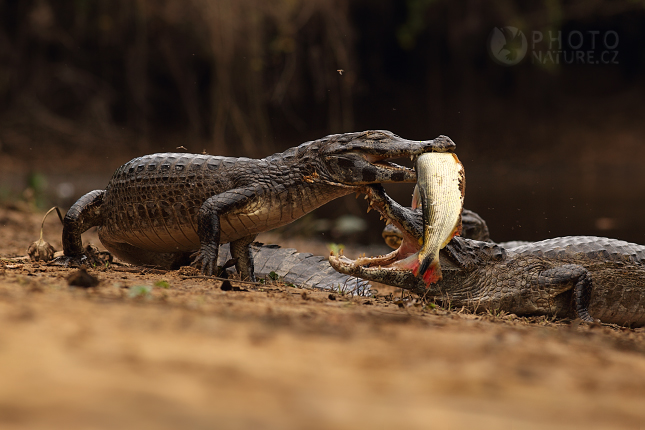 Kajman brýlový (Caiman crocodilus), Pantanal
