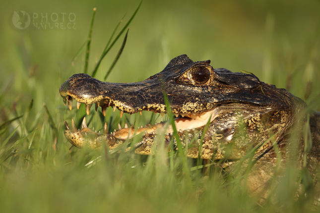 Kajman brýlový (Caiman crocodilus), Pantanal