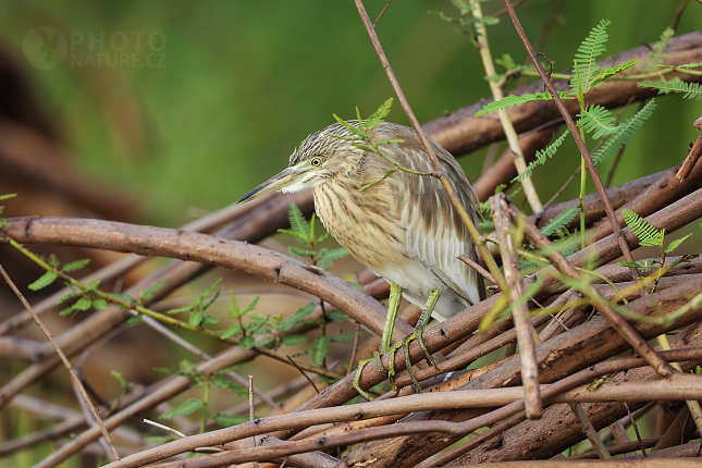 Volavka proměnlivá (Butorides striatus)