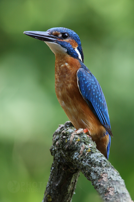 Ledňáček říční (Alcedo atthis)