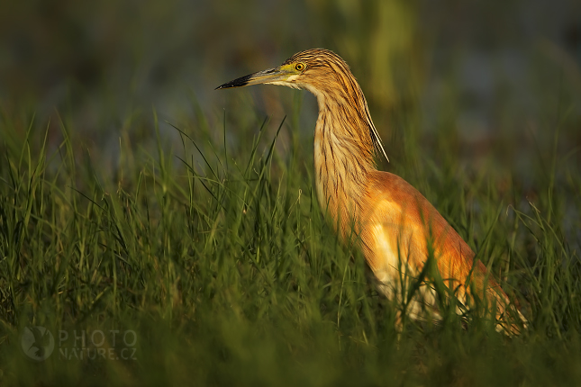 Volavka vlasatá (Ardeola ralloides), Okawango