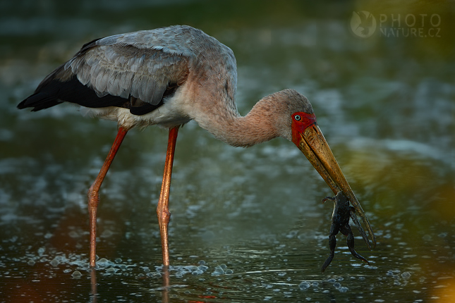 Nesyt africký (Mycteria ibis), Okawango