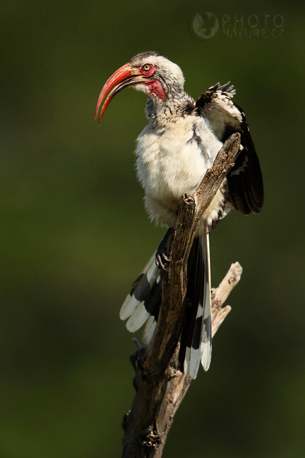 Zoborožec rudozobý (Tockus erythrorhynchus), Okawango