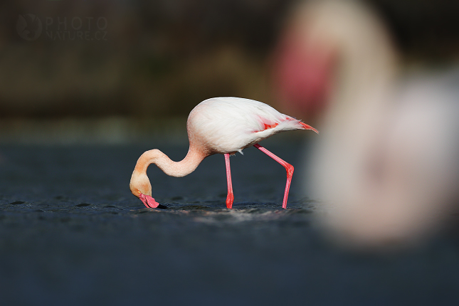 Plameňák růžový (Phoenicopterus ruber)