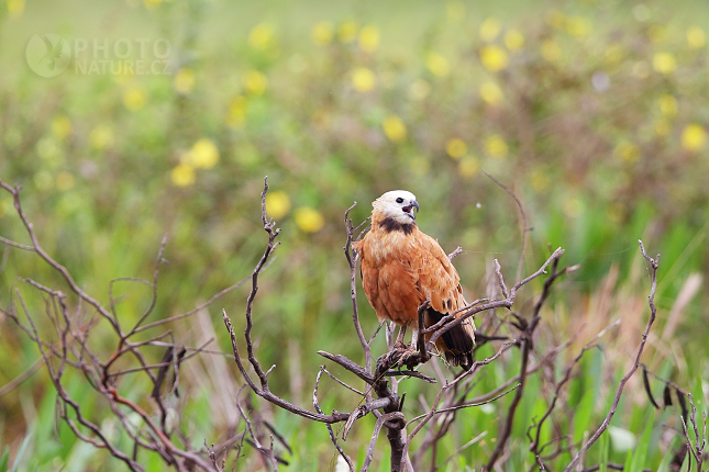Káně černohrdlá (Busarellus nigricollis)