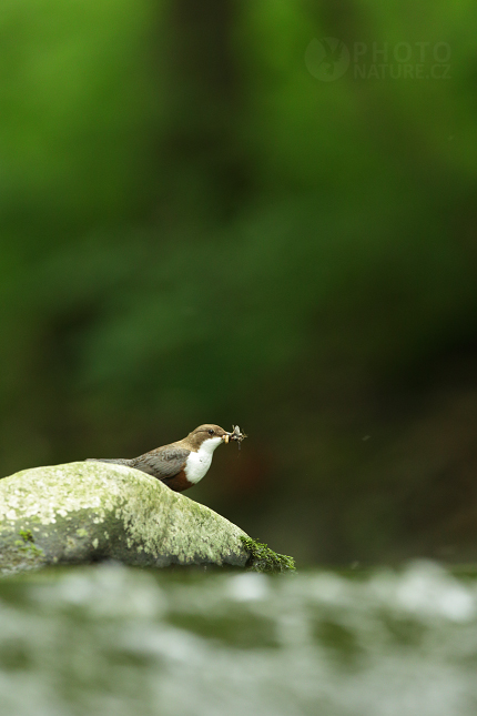 Skorec vodní (Cinclus cinclus)