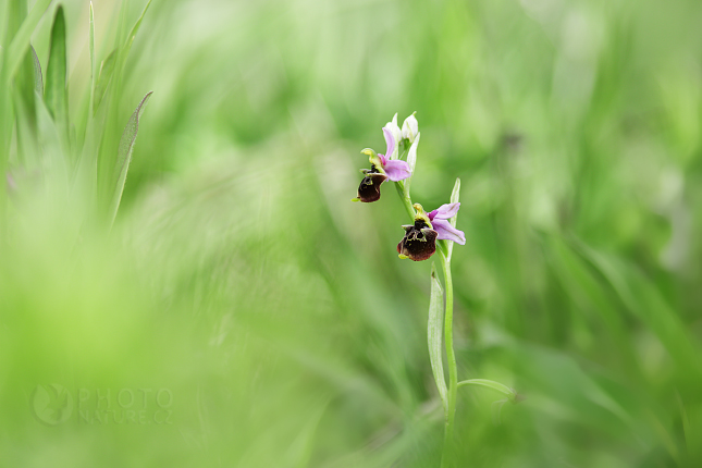 Tořič čmelákovitý Holubyho (Ophrys holoserica holubyana)