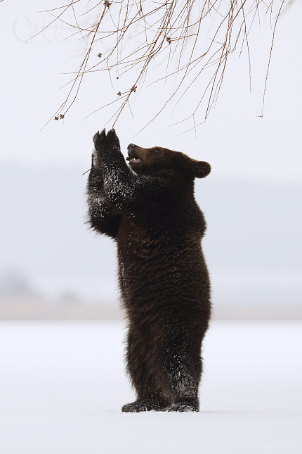 Medvěd hnědý (Ursus arctos) 