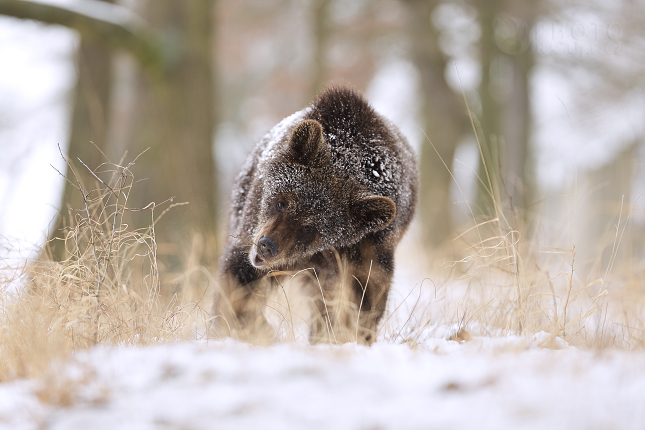 Medvěd hnědý (Ursus arctos)