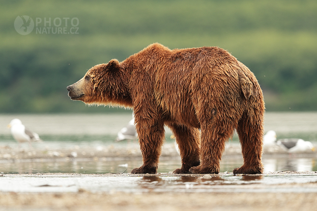 Medvěd hnědý kamčatský