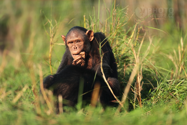 Šimpanz učenlivý (Pan troglodytes) 