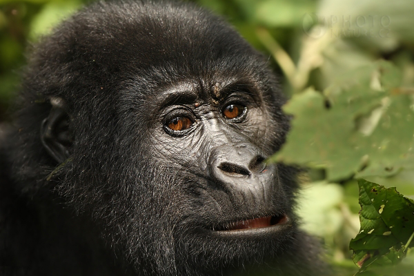 Gorila horská (Gorilla gorilla beringei), Rwanda