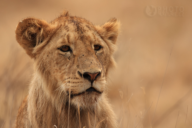 Lev pustinný (Panthera leo), Tanzánie