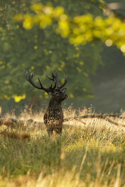 Jelen lesní (Cervus elaphus)