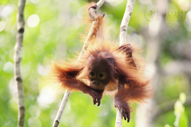 Orangutan bornejský (Pongo pygmaeus)