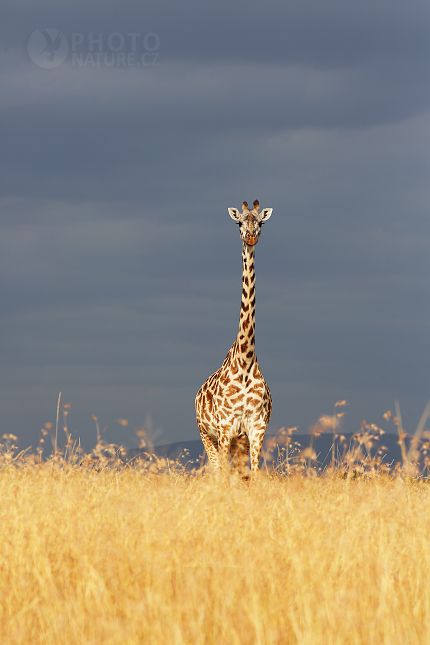Žirafa masajská (Giraffa camelopardalis tippelskirchi)