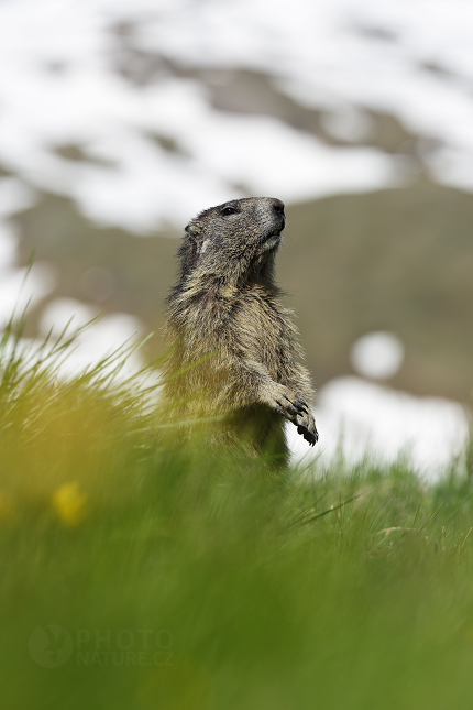 Svišť horský (Marmota marmota) 