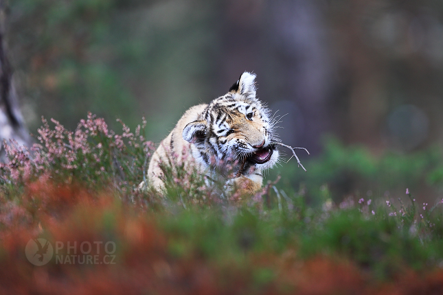Tygr indický (Panthera tigris tigris)