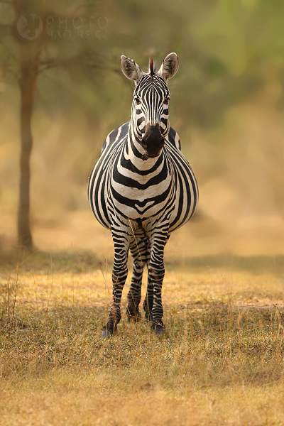Zebra stepní (Equus quagga), Uganda